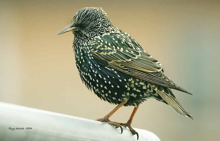 Storno - Sturnus vulgaris